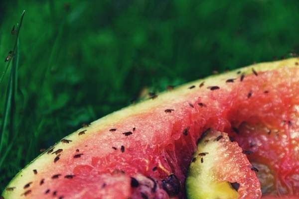 Elimina la mosca de la fruta