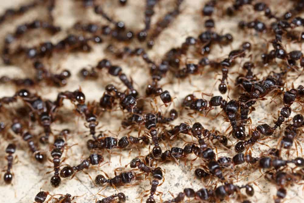 Las hormigas son criaturas beneficiosas