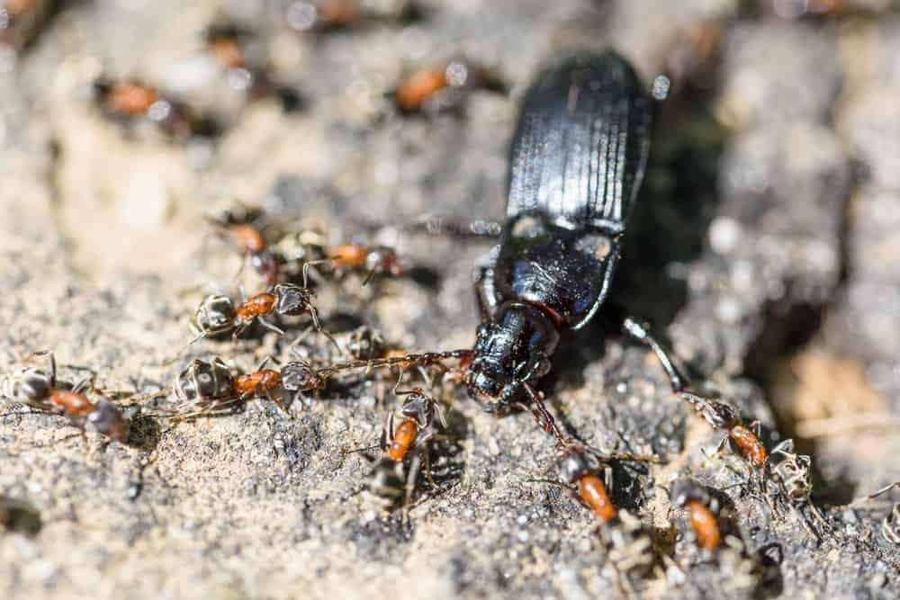 Las hormigas se alimentan de otros insectos, incluidos los dañinos