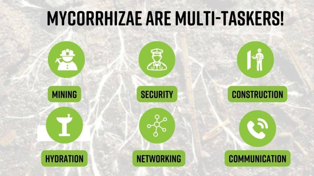 The functions of mycorrhizae