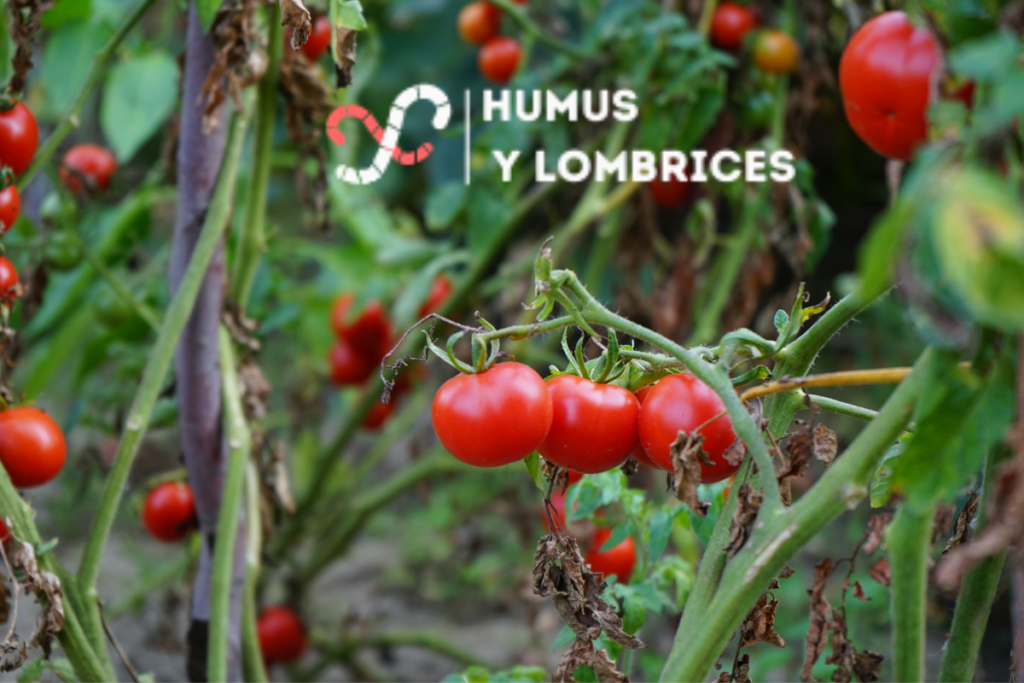 Abono natural para tomates ¡Los 7 mejores fertilizantes para tomates!